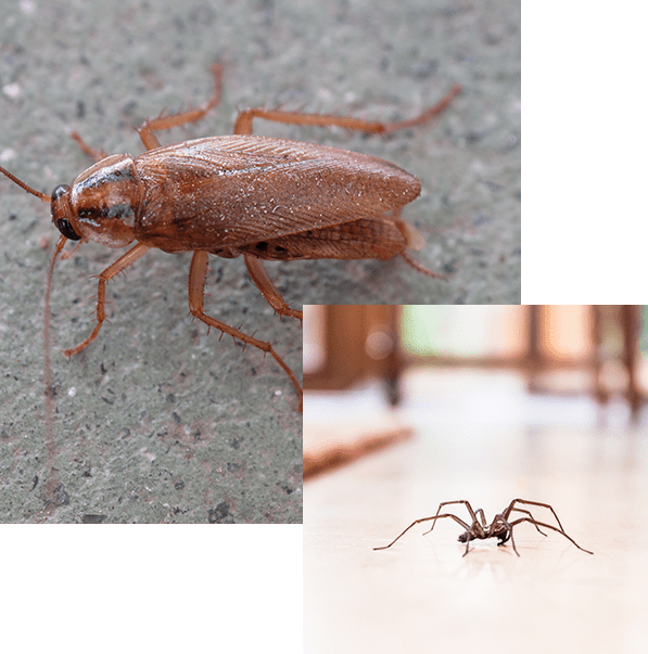 Roach And Spider